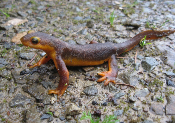 California Newt